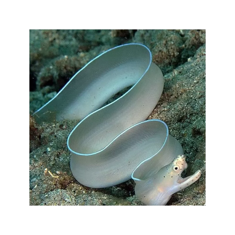 Pseudechidna Brummeri Pseudechidna Brummeri