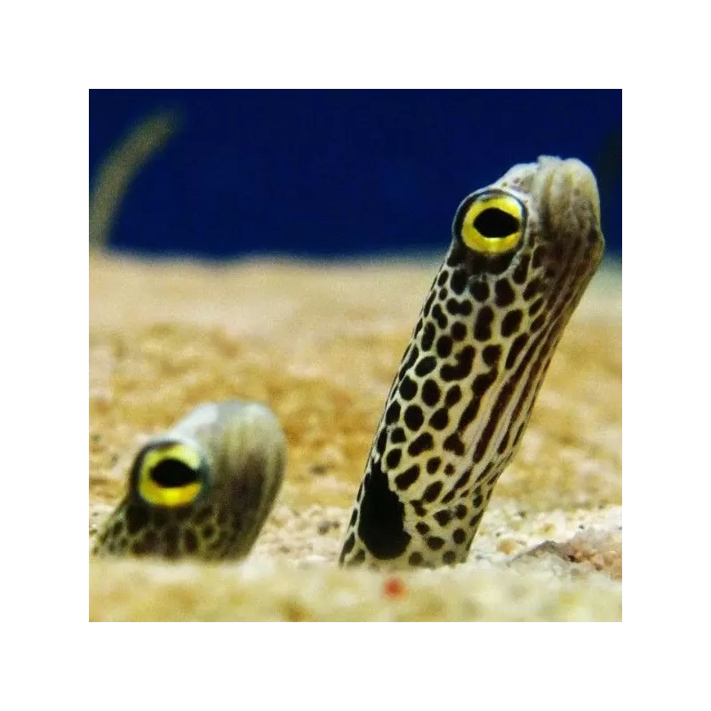 Heteroconger Hassi Heteroconger Hassi