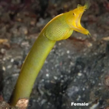 Rhinomuraena Quaesita Male