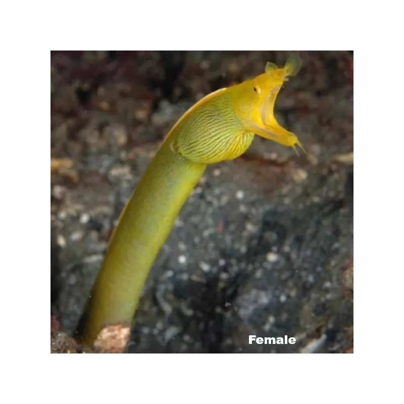 Rhinomuraena Quesita ( ) Juvénile