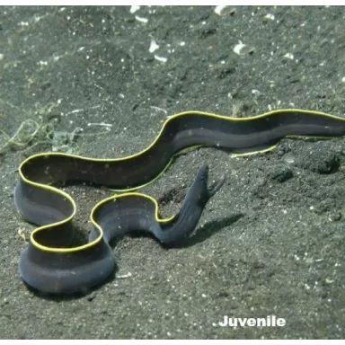 Rhinomuraena Quaesita black Juvenile