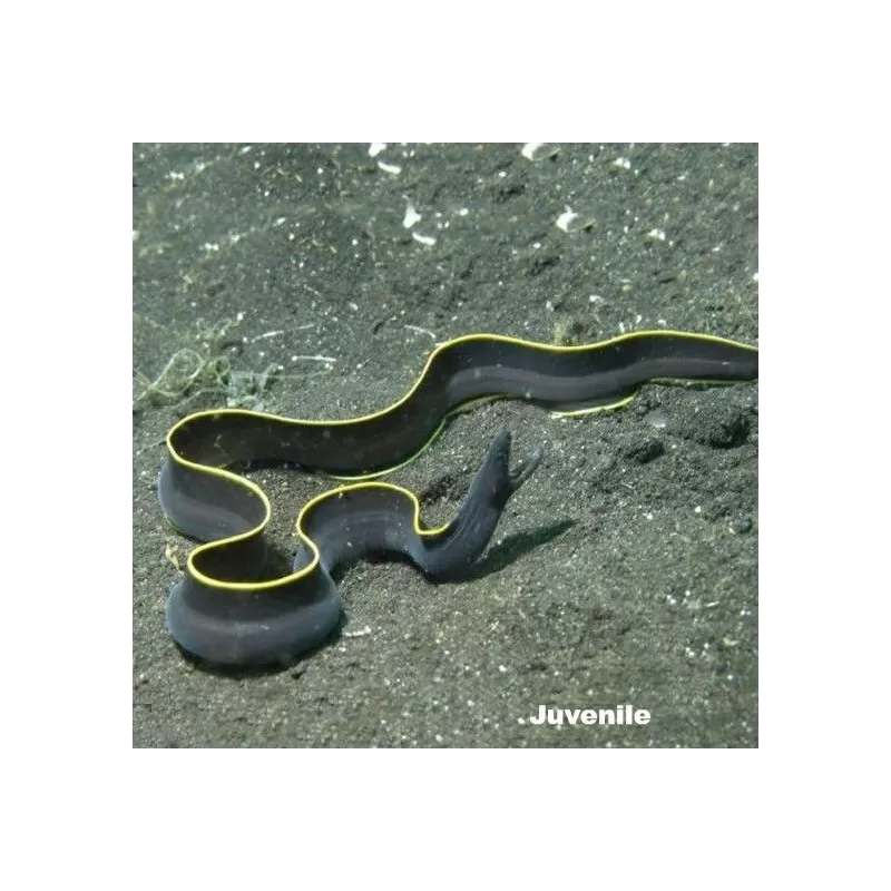 Rhinomuraena Quesita ( ) Juvénile