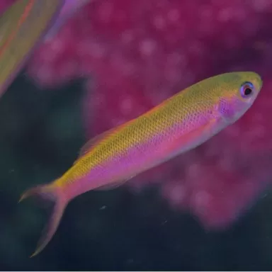 Luzonichtys Whitleyi