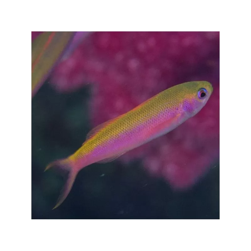 Luzonichtys Whitleyi Luzonichtys Whitleyi