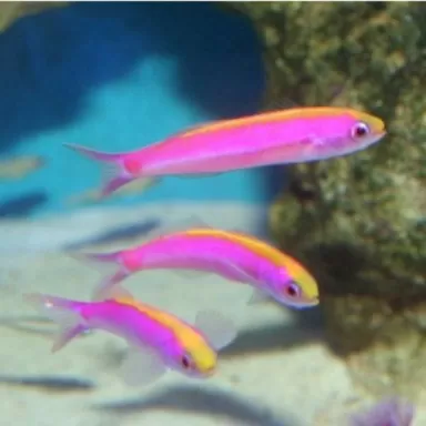 Luzonichtys Whitleyi Luzonichtys Whitleyi