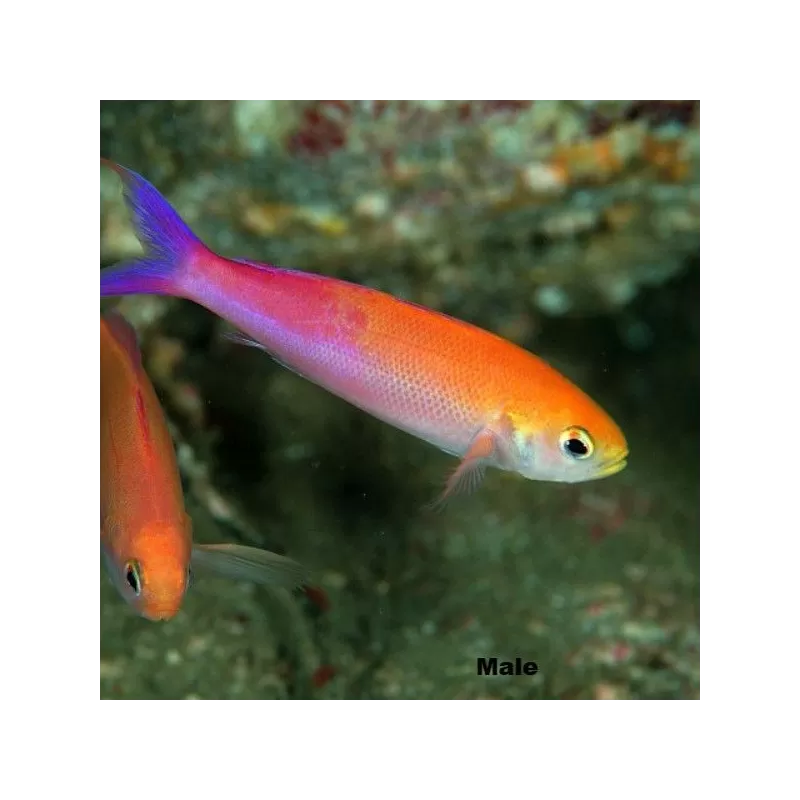 luzonichthys waitei luzonichthys waitei