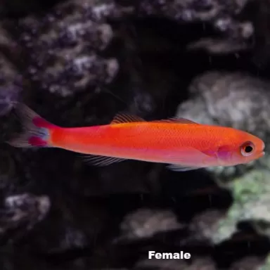 luzonichthys waitei luzonichthys waitei