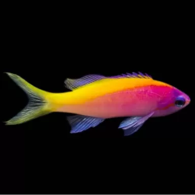 mirolabrichthys evansi mirolabrichthys evansi