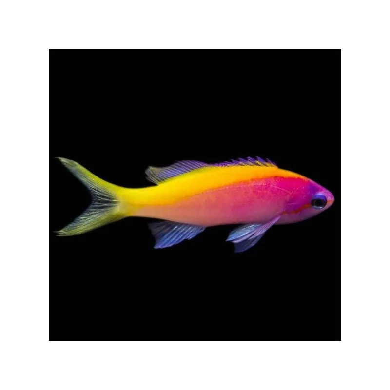 mirolabrichthys evansi mirolabrichthys evansi