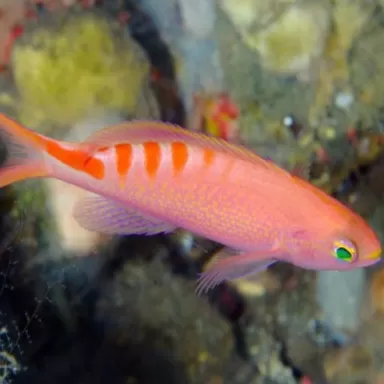 Mirolabrichthys Lori Mirolabrichthys Lori