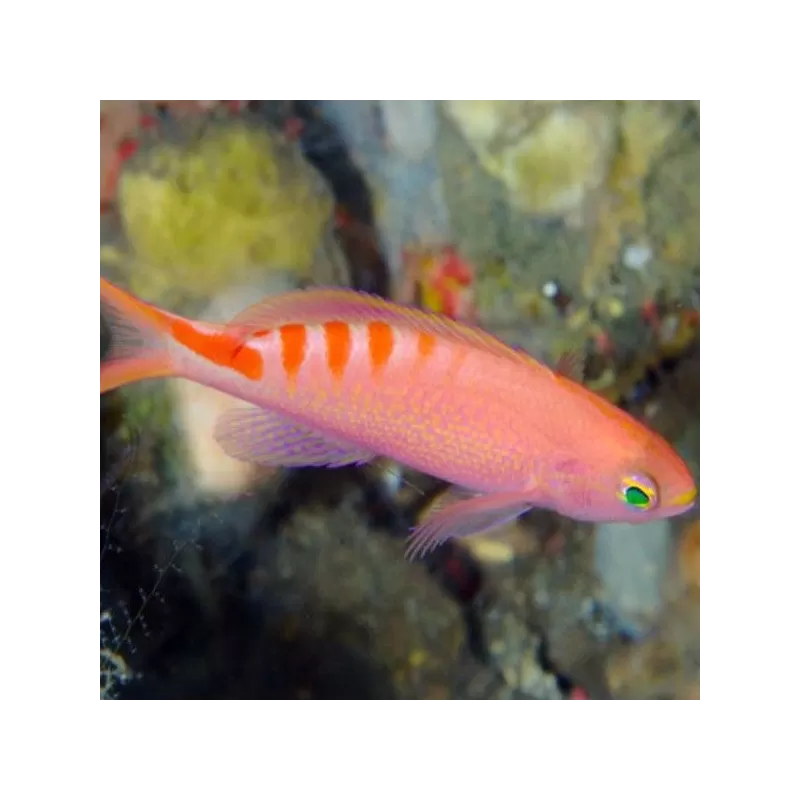 Mirolabrichthys Lori Mirolabrichthys Lori