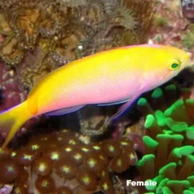 Pseudanthias Bartlettorum