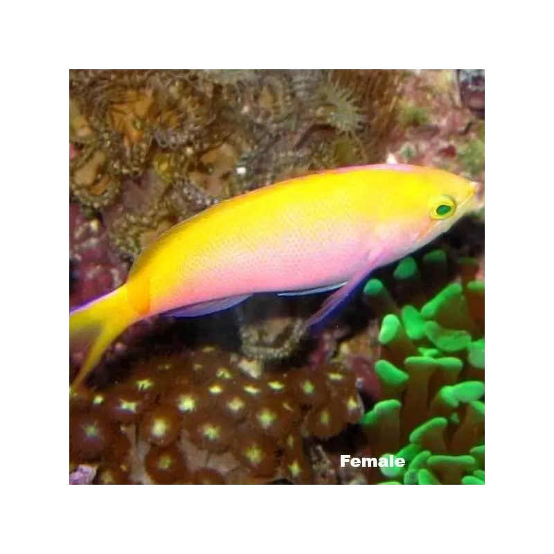 Pseudanthias Bartlettorum Pseudanthias Bartlettorum