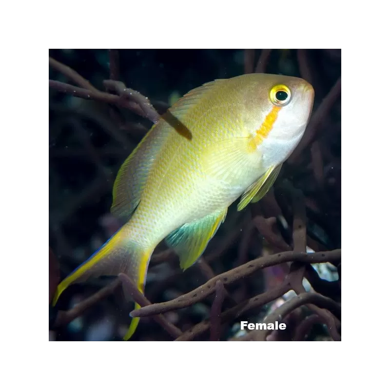 pseudanthias hutchi