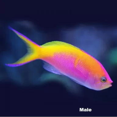 Pseudanthias Bartlettorum Pseudanthias Bartlettorum