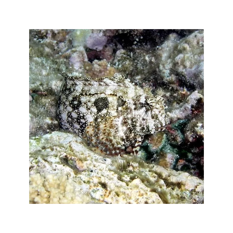 Salarias Ceramensis