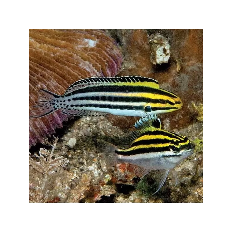 Meiacanthus Grammistes (M) Meiacanthus Grammistes (M)