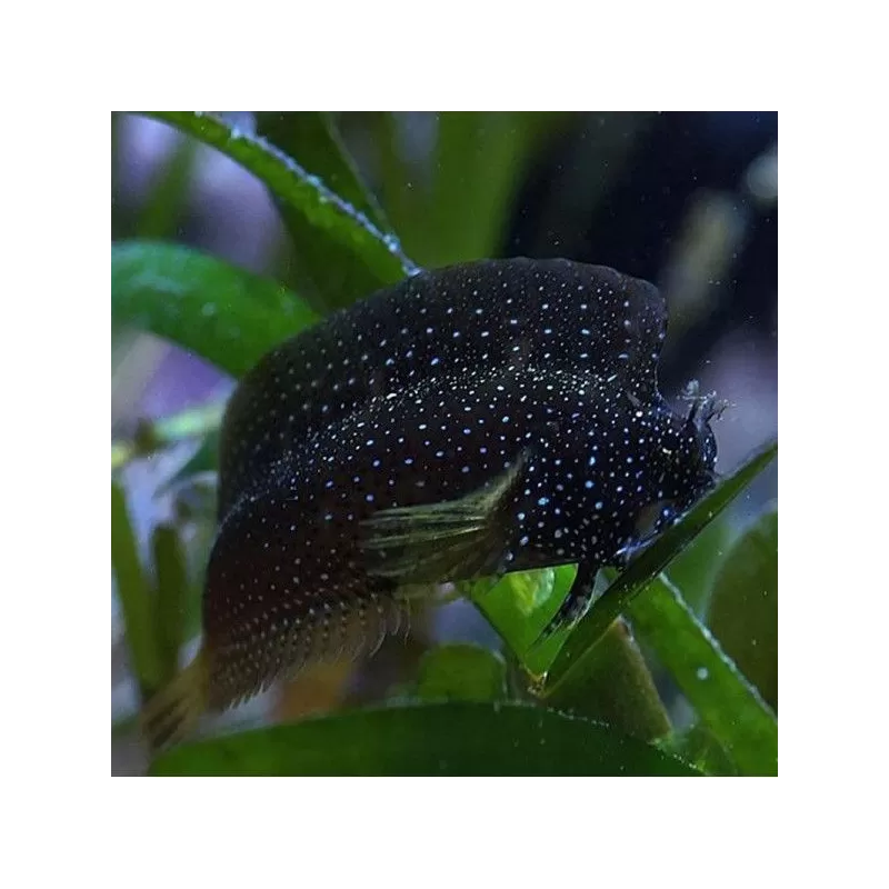 Salarias Ramosus Salarias Ramosus
