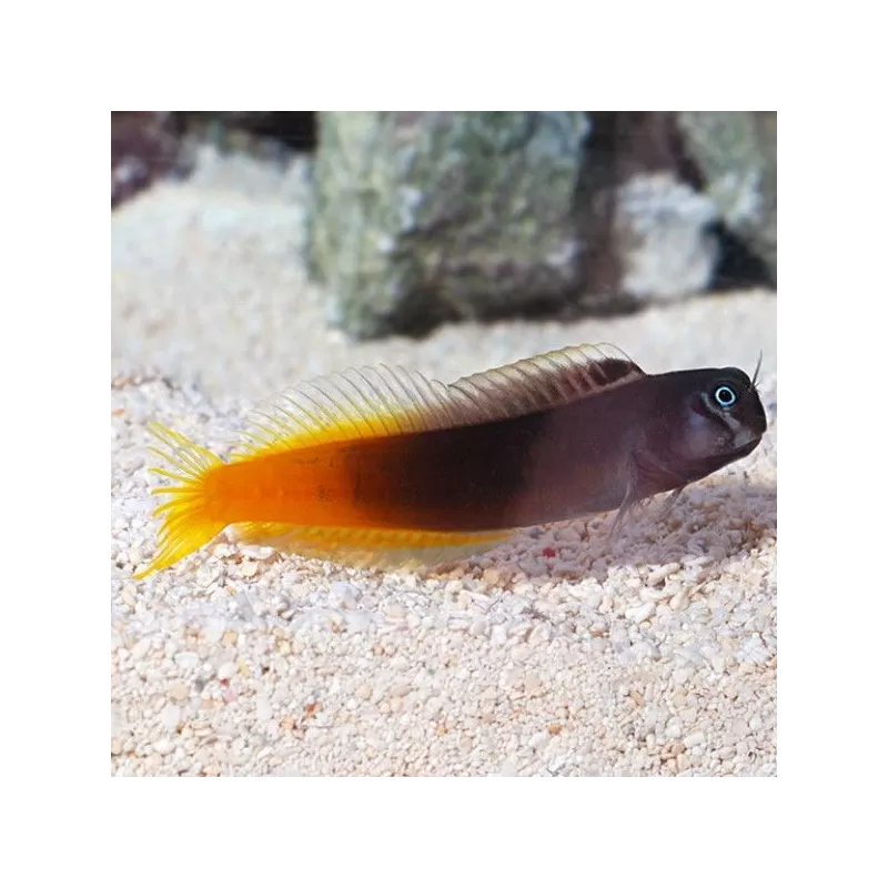 Ecsenius Bicolor