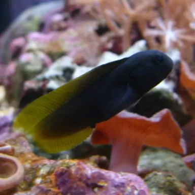 Enchelyurus Flavipes | Coralandfishstore.nl