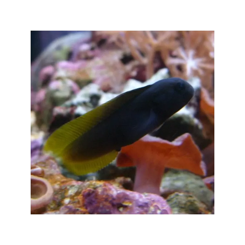 Enchelyurus Flavipes | Coralandfishstore.nl Enchelyurus Flavipes | Coralandfishstore.nl