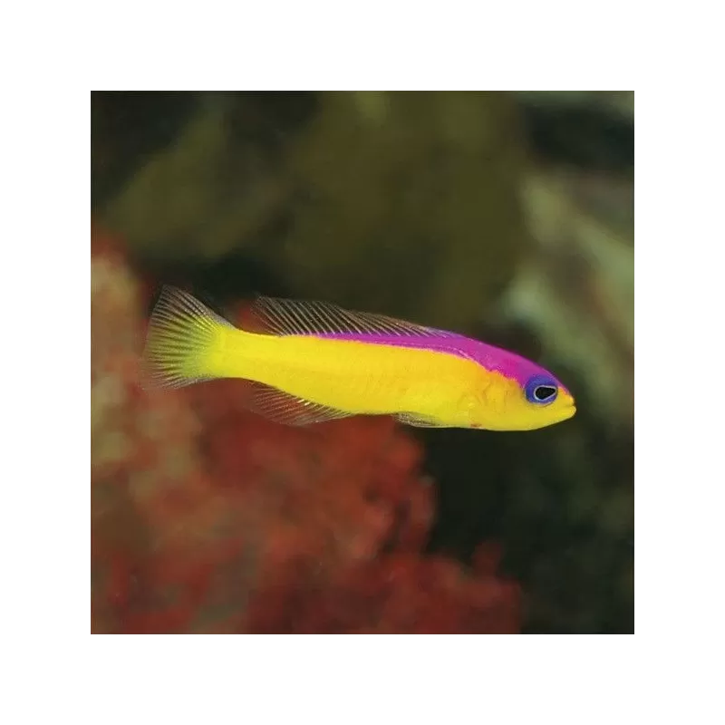 pictichromis diadema