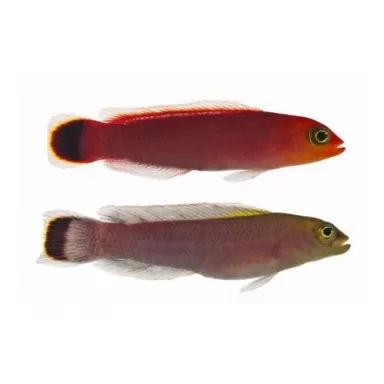 Pseudochromis Fuligifinis