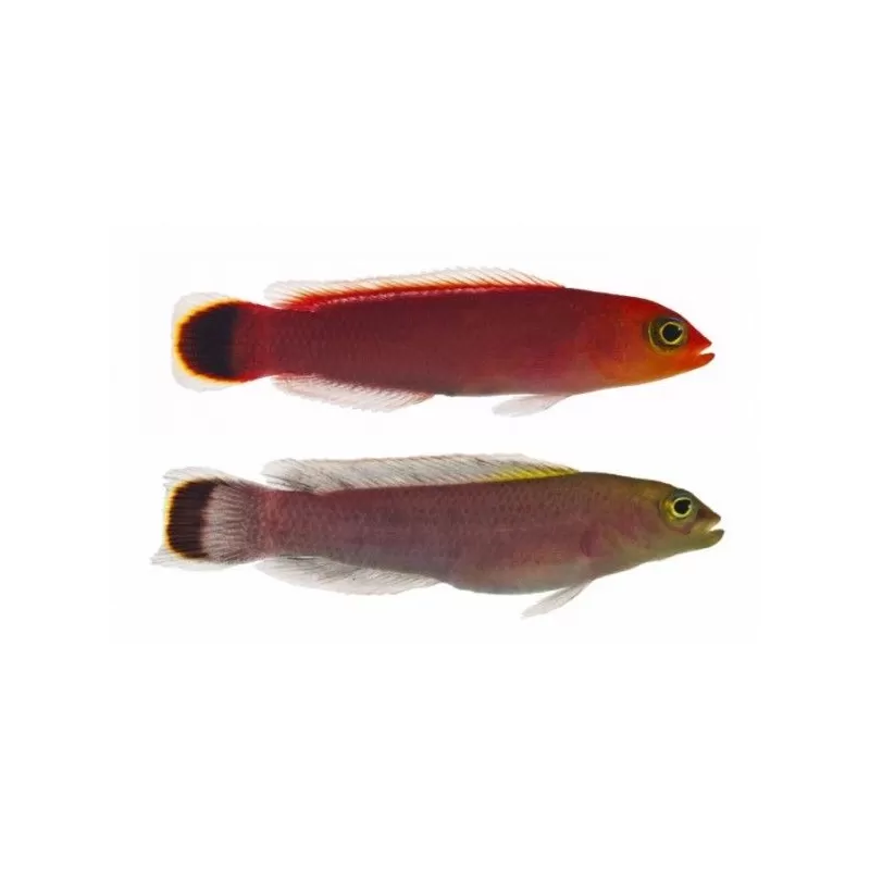 Pseudochromis Fuligifinis Pseudochromis Fuligifinis