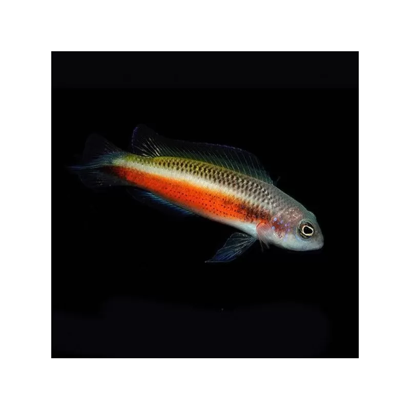 pseudochromis tonozukai female pseudochromis tonozukai female