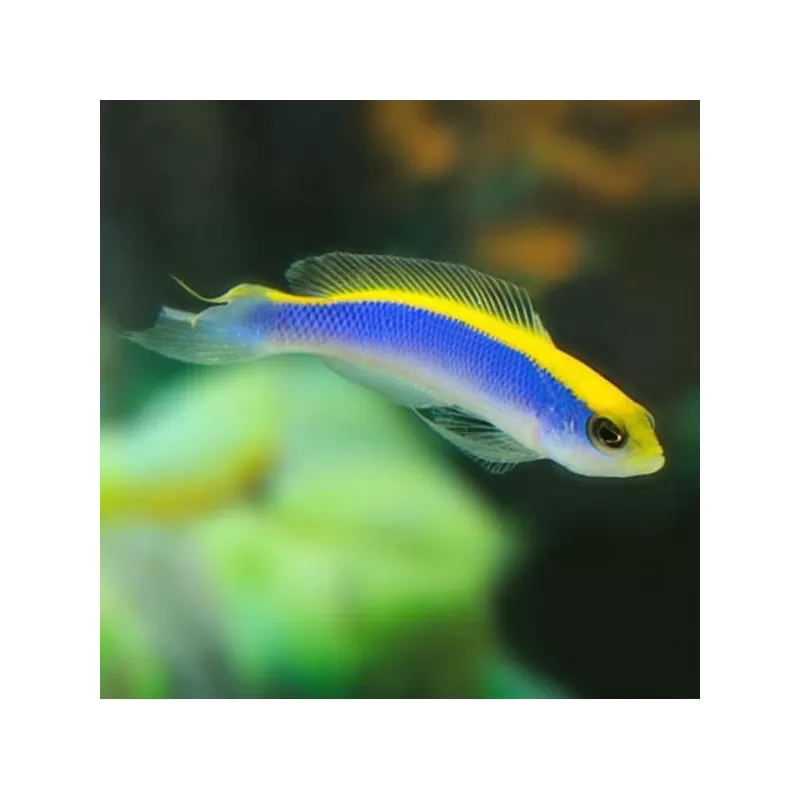 Pseudochromis Flavivertex Pseudochromis Flavivertex