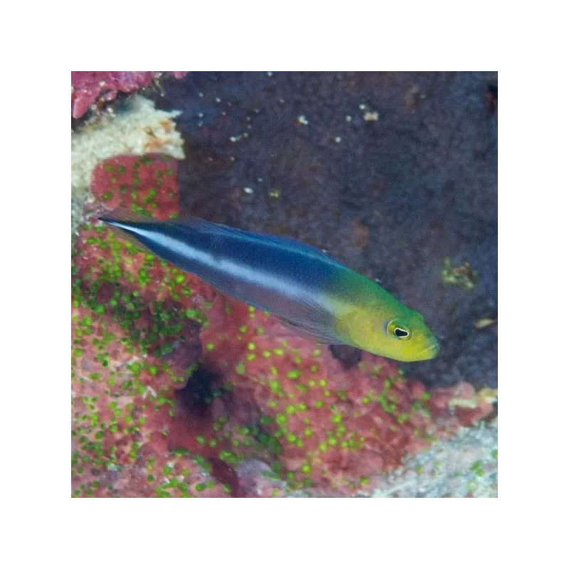 Pseudochromis bitaeniatus Pseudochromis bitaeniatus