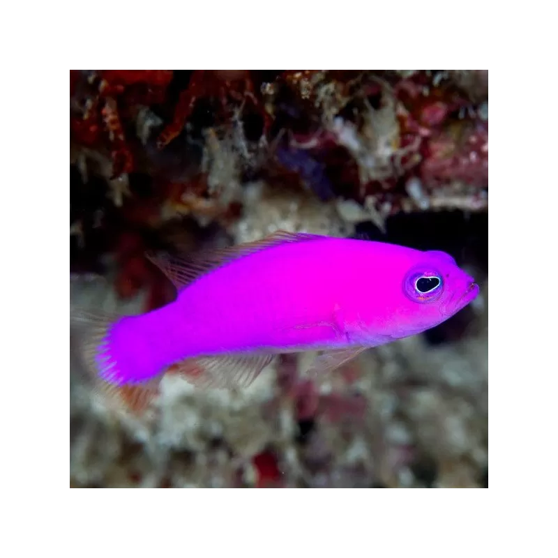 Pictichromis Porphyrea Pictichromis Porphyrea