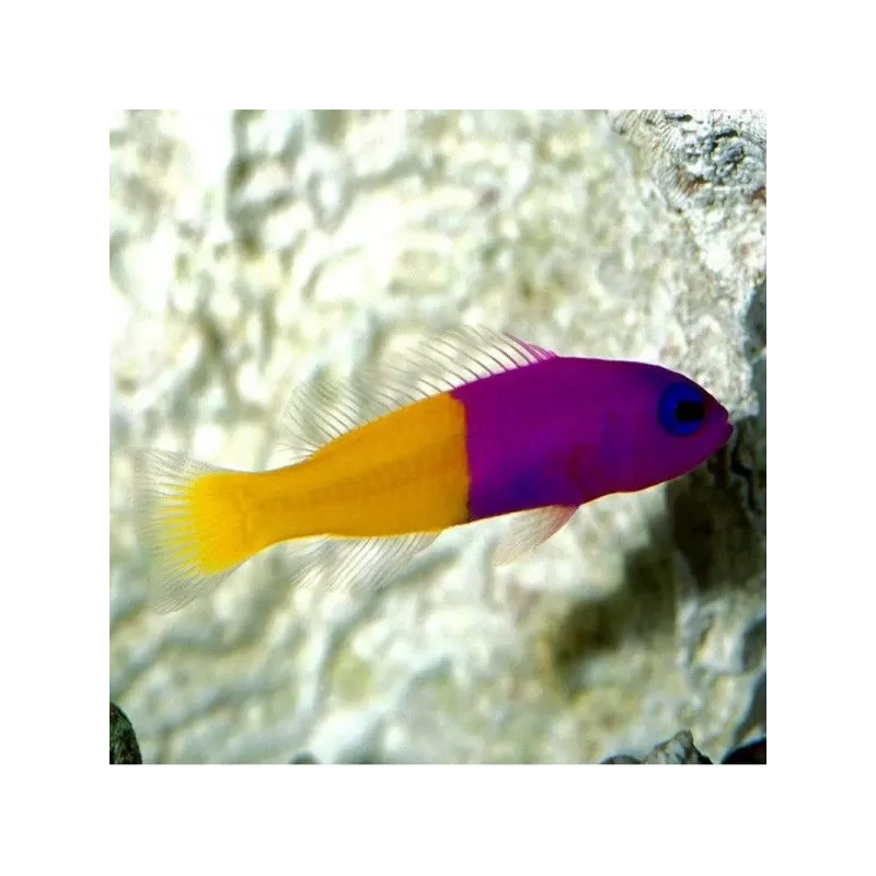 Pseudochromis Paccagnellae Pseudochromis Paccagnellae