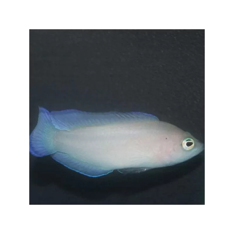 pseudoplesiops typus pseudoplesiops typus