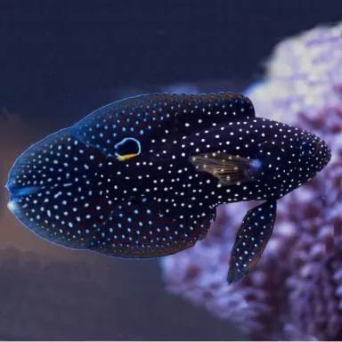 Calloplesiops Altivelis S