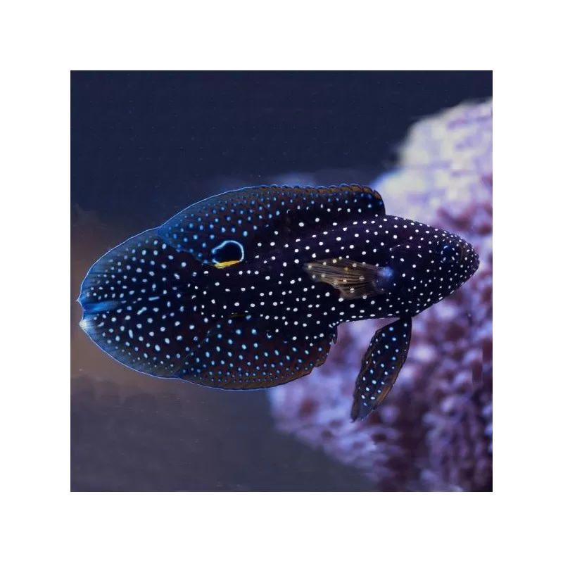 Calloplesiops Altivelis S Calloplesiops Altivelis S