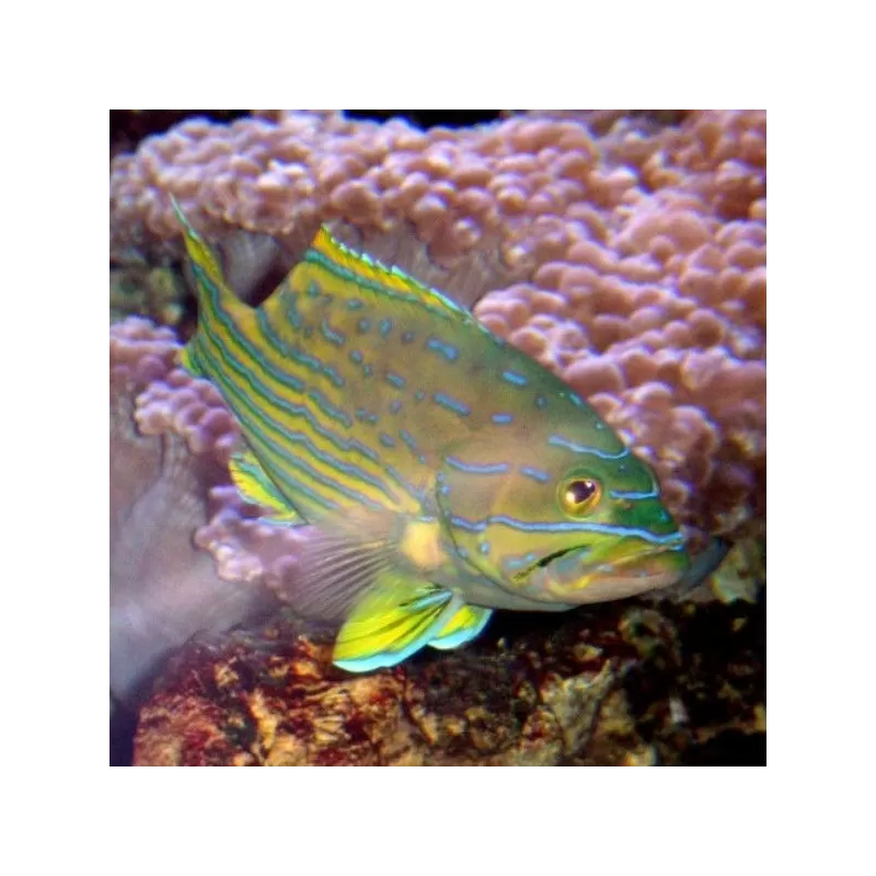 Cephalopholis Polleni