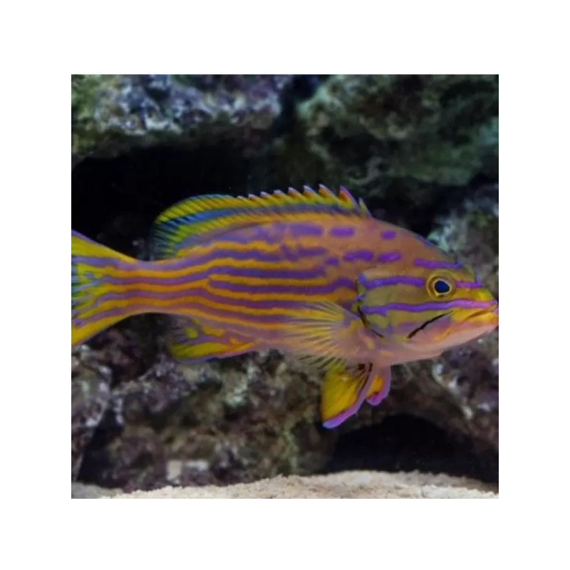 Cephalopholis Polleni