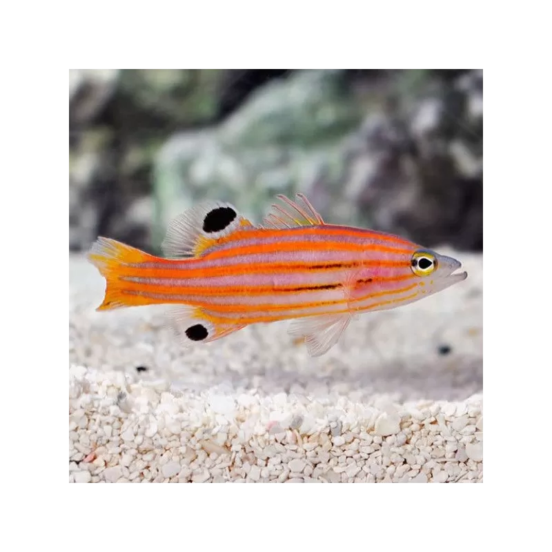 Liopropoma Swalesi Liopropoma Swalesi