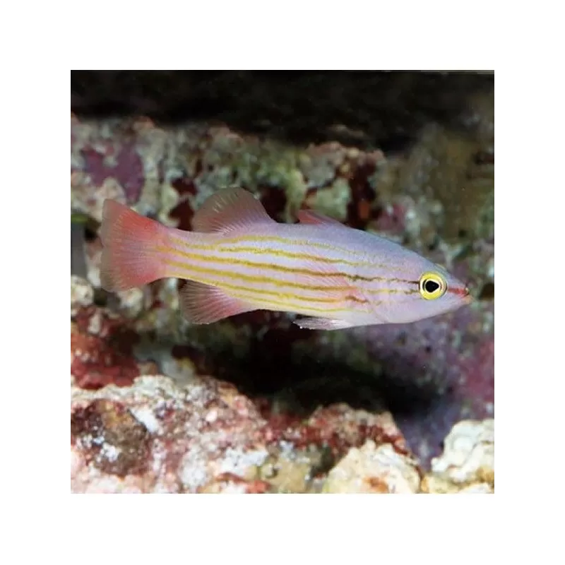 liopropoma susumi liopropoma susumi