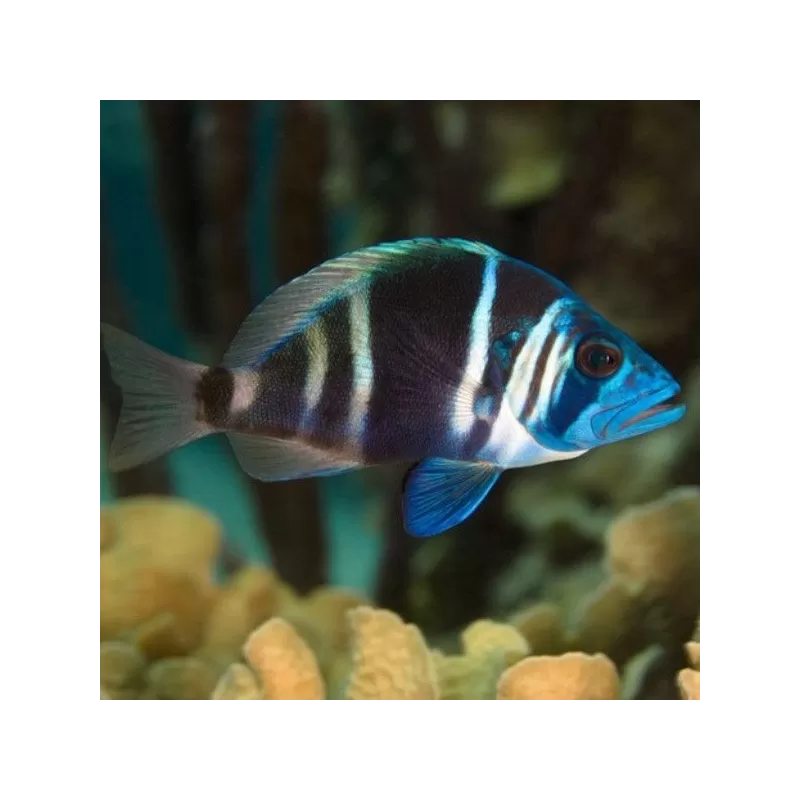 hypoplectrus indigo hypoplectrus indigo