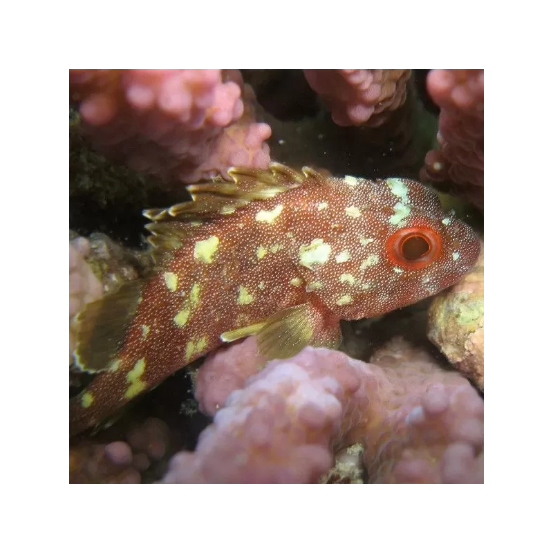 Sebastapistes cyanostigma Sebastapistes cyanostigma