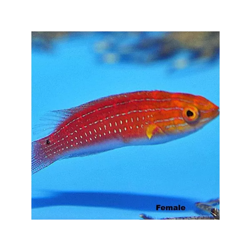 Cirrhilabrus Africanus Female