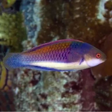 Cirrhilabrus Cyanopleura