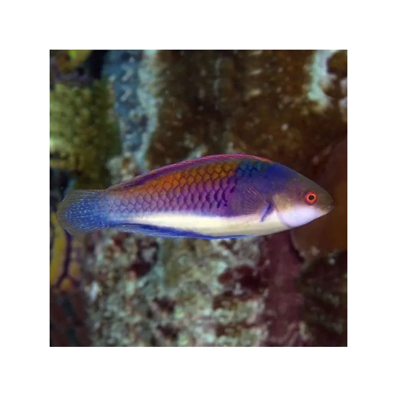 Cirrhilabrus Cyanopleura Cirrhilabrus Cyanopleura