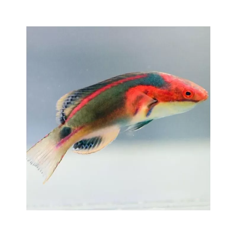 Cirrhilabrus Exquisitus