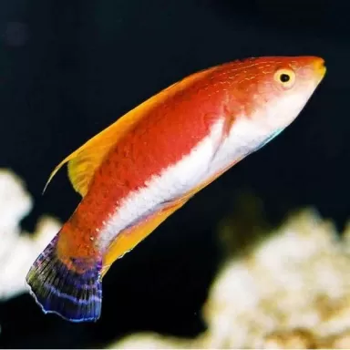 Cirrhilabrus Filamentosus