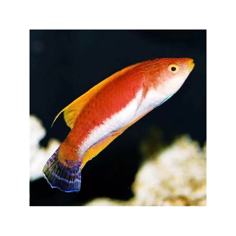 Cirrhilabrus Filamentosus Cirrhilabrus Filamentosus