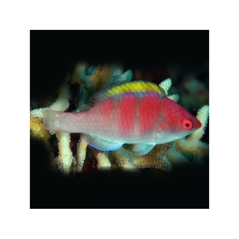 cirrhilabrus flavidorsalis cirrhilabrus flavidorsalis