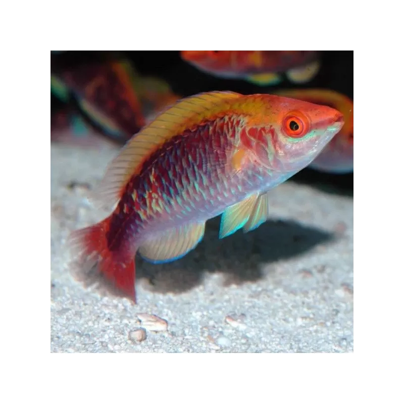 Cirrhilabrus Lubbocki M Cirrhilabrus Lubbocki M